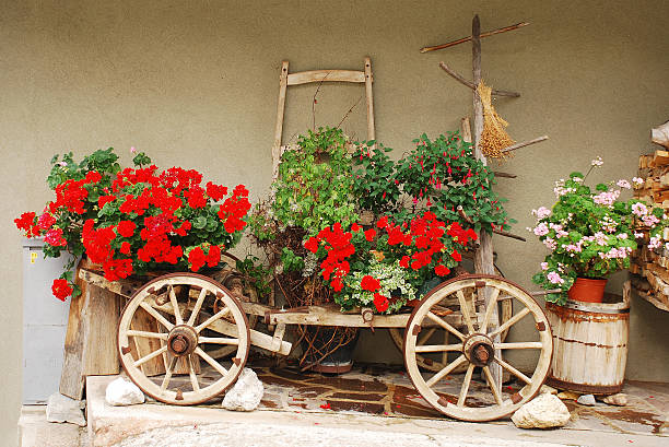 istock Red Geraniums on Antique Wooden Cart 471756011