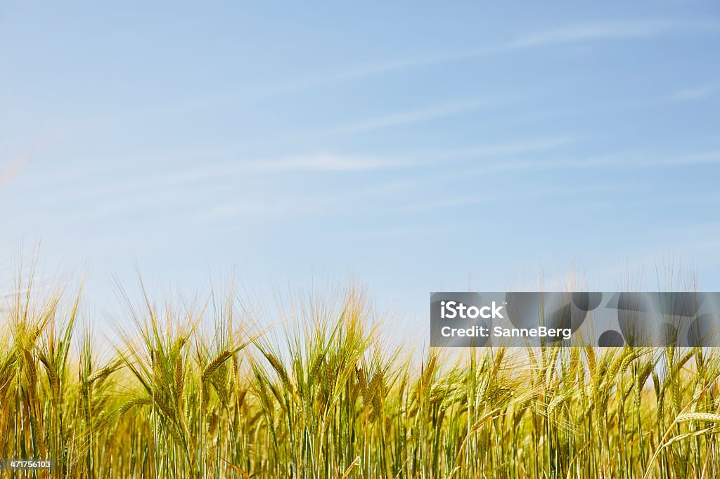 Campo di grano con cielo blu - Foto stock royalty-free di Abbondanza