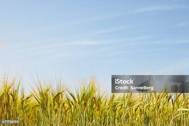 Campo Di Grano Con Cielo Blu - Fotografie stock e altre immagini di Abbondanza - Abbondanza, Agricoltura, Ambientazione esterna