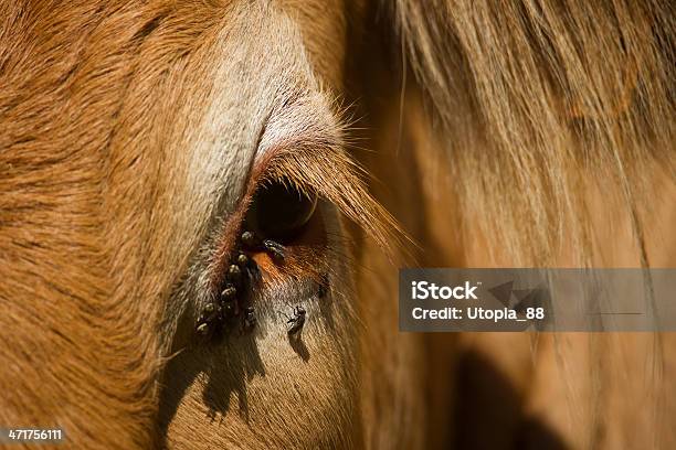 Gado Limousin Olho Detalhes Do Lote De De Moscas - Fotografias de stock e mais imagens de Animal Doméstico - Animal Doméstico, Cabeça de animal, Chifre