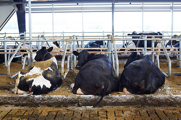 istock Cows lying together in barn on dairy farm 471756149
