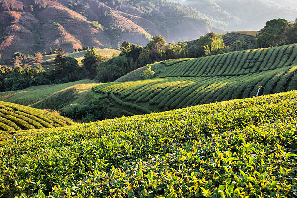 istock Tea plantation in morning sunlight 471756757