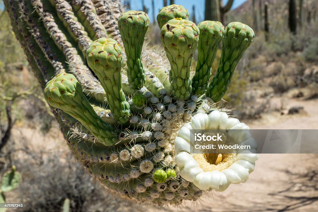 Cato de carnegia gigantea Flores - Royalty-free Parque Nacional de Saguaro Foto de stock