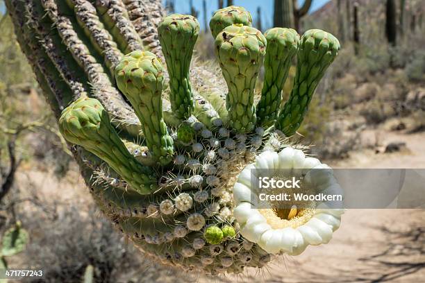 Cato De Carnegia Gigantea Flores - Fotografias de stock e mais imagens de Parque Nacional de Saguaro - Parque Nacional de Saguaro, Ao Ar Livre, Arizona