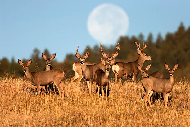 Mule deer herd Roxburough State Park Colorado An autumn full moon (not a composite) sets behind a herd of mule deer standing in tall grass in Roxborough State Park, Colorado.  mule deer stock pictures, royalty-free photos & images