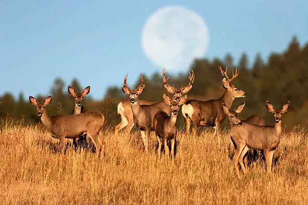 An autumn full moon (not a composite) sets behind a herd of mule deer standing in tall grass in Roxborough State Park, Colorado. 
