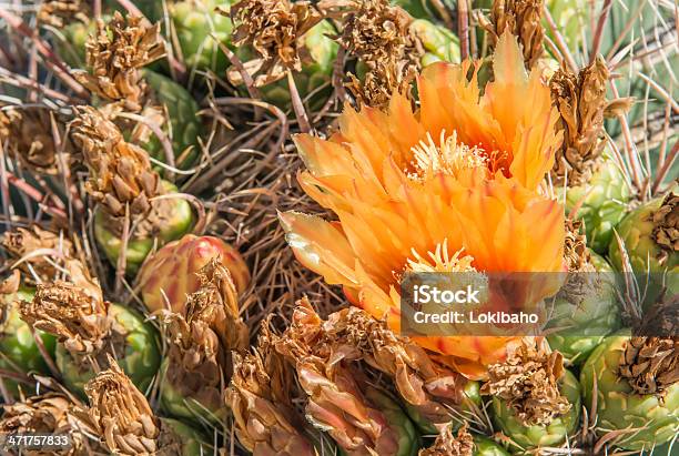 Foto de Lindas Flores De Laranja De Um Cacto Barril e mais fotos de stock de Arizona - Arizona, Colorido, Cor Vibrante