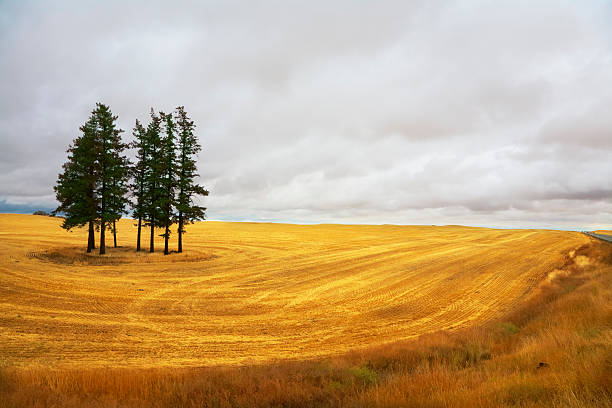 istock Huge field and some pines after a harvest. 471757957