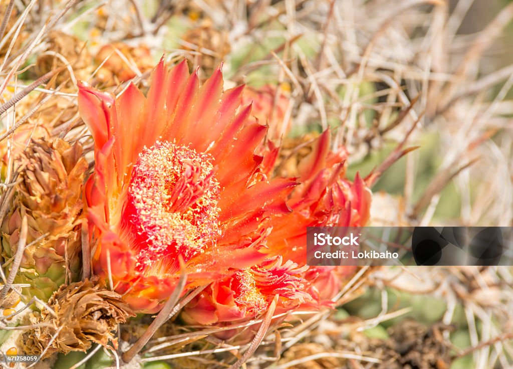 Orange Blumen Barrel Cactus - Lizenzfrei Blume Stock-Foto