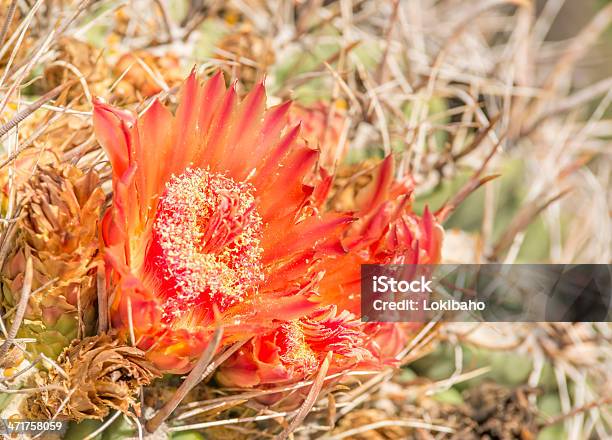 Photo libre de droit de Orange Fleurs De Cactus Tonneau banque d'images et plus d'images libres de droit de Désert - Désert, Fleur - Flore, Arizona