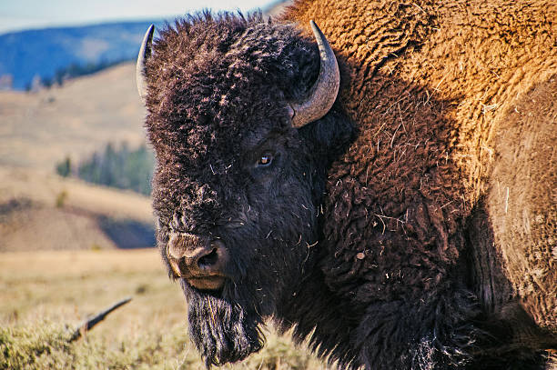 Bison Bull stock photo