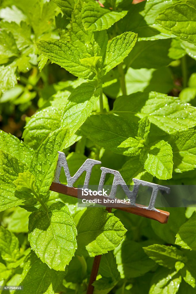 Hierbas frescas hojas de menta verde - Foto de stock de Aire libre libre de derechos