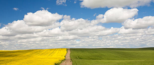 канолового поле - prairie wide landscape sky стоковые фото и изображения