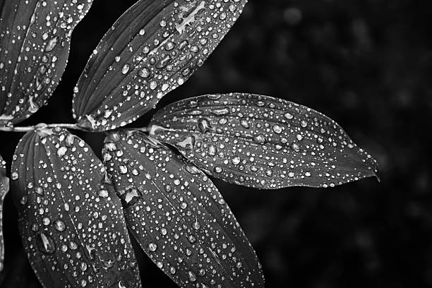 istock Water Drops on Leaves B&W 471758855
