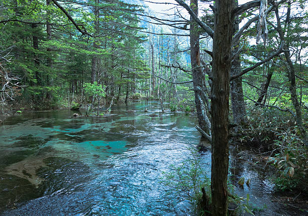 Water Forest stock photo