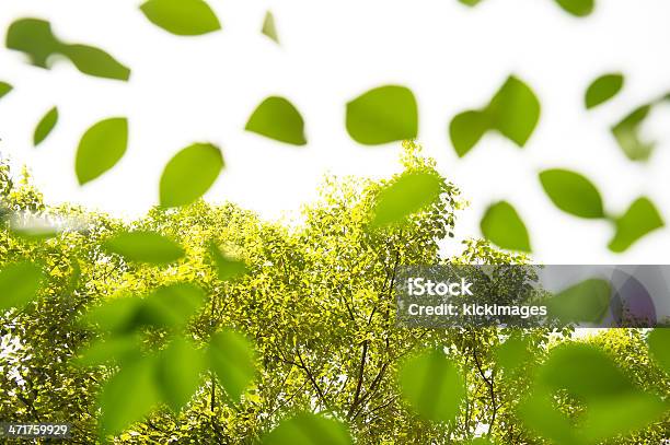 Baum Blätter Abstrakte Stockfoto und mehr Bilder von Abstrakt - Abstrakt, Ast - Pflanzenbestandteil, Baum