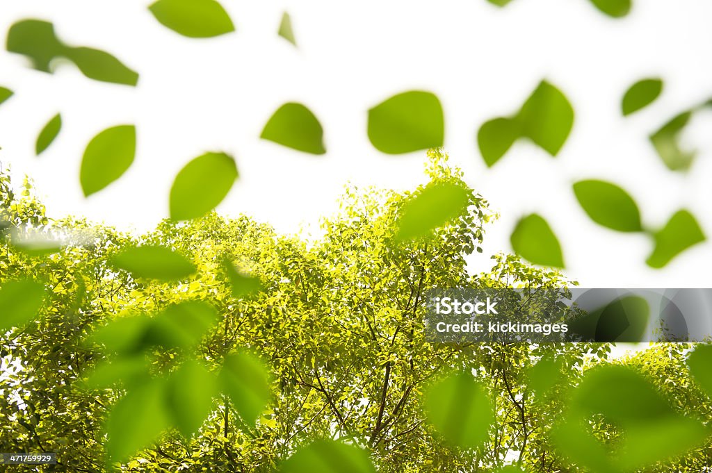 樹木の葉の抽象 - まぶしいのロイヤリティフリーストックフォト