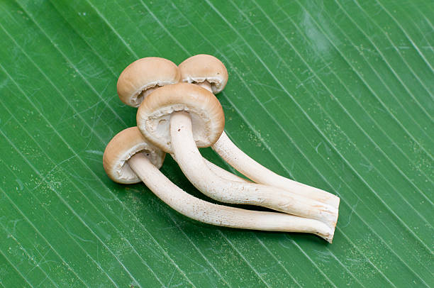 Mushrooms on a banana leaf stock photo