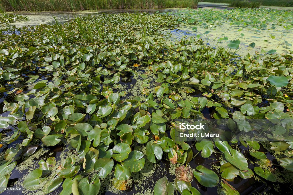 Pond with Lotus, lilies and arrowhead water plants Pond with Lotus, lilies and arrowhead water plants. Pond filled with water plants with green leaves. 2015 Stock Photo
