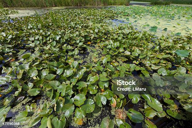 Pond With Lotus Lilies And Arrowhead Water Plants Stock Photo - Download Image Now - 2015, Aquatic Organism, Backgrounds