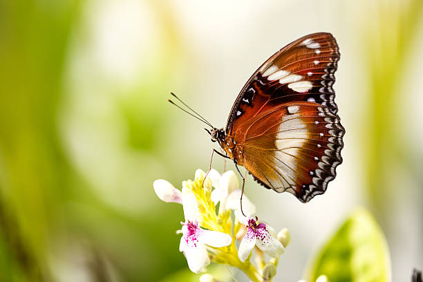 istock exotic butterfly on the flower 471760374