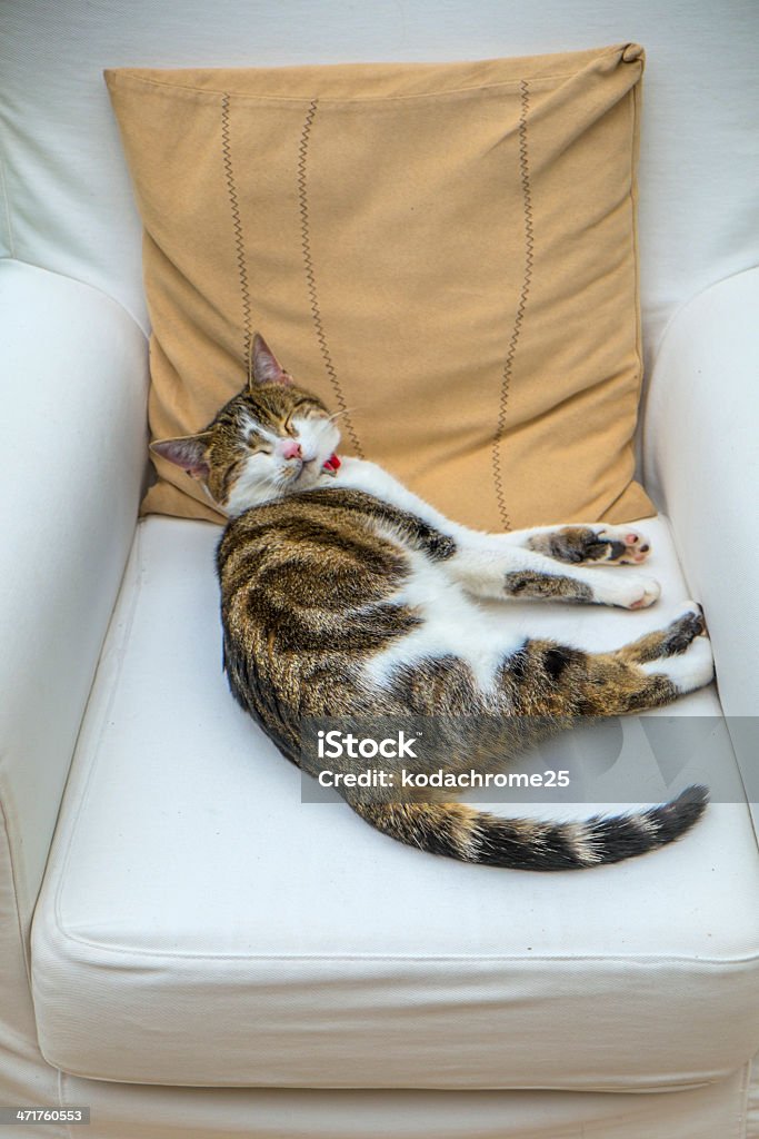 Gato - Foto de stock de Aconchegante royalty-free