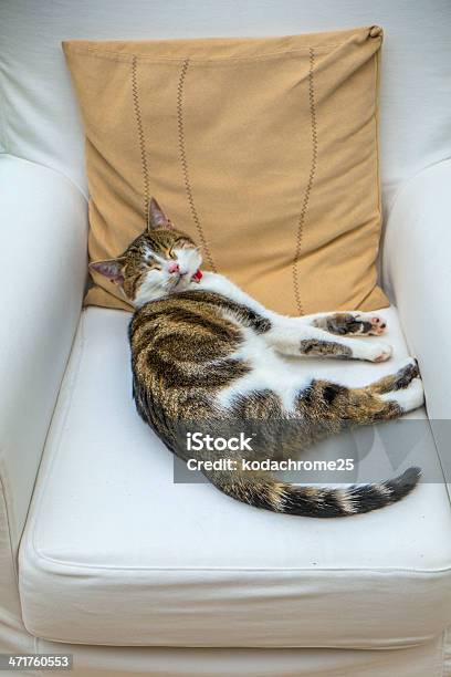 Foto de Gato e mais fotos de stock de Aconchegante - Aconchegante, Almofada, Amizade