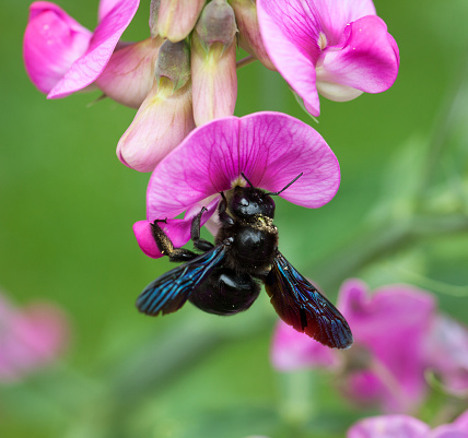 Violet Carpenter bee (Xylocopa violacea) searching for nectar on a vicia sepium.