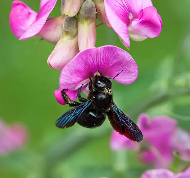 Violet Carpenter bee (Xylocopa violacea) searching for nectar on a vicia sepium.