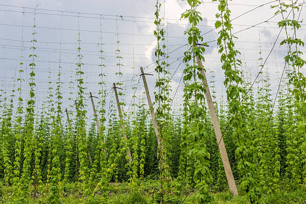 plantação de lúpulo - usa hop wire stem imagens e fotografias de stock