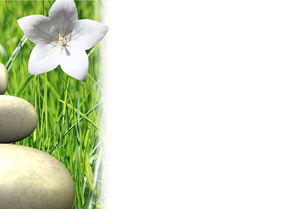 spring background spring background linker stock pictures, royalty-free photos & images