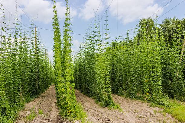 plantação de lúpulo - usa hop wire stem imagens e fotografias de stock