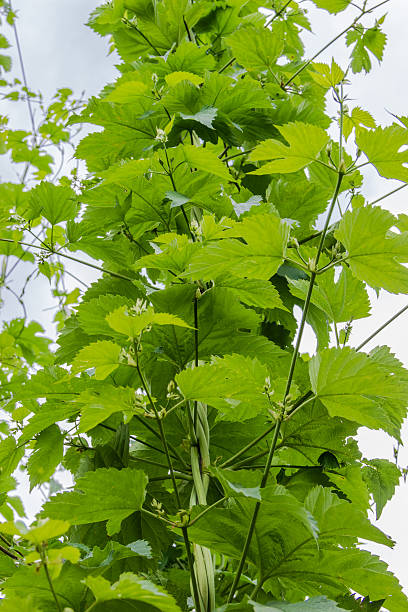 ramos de lúpulo - usa hop wire stem imagens e fotografias de stock