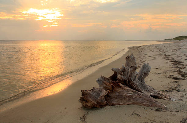 istock Driftwood on the Beach at Sunrise 471760981