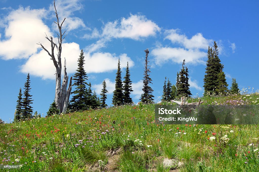 Sommer-Wiese in Mount Rainier national Park - Lizenzfrei Alpenglühen Stock-Foto