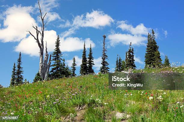 Sommerwiese In Mount Rainier National Park Stockfoto und mehr Bilder von Alpenglühen - Alpenglühen, August, Baum