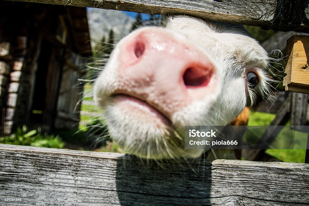 Hocico Curoius ternera vaca - Foto de stock de Agricultura libre de derechos
