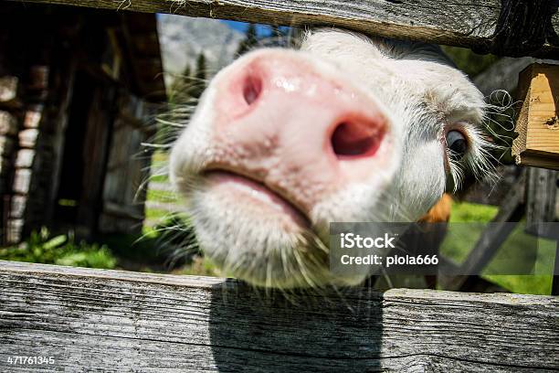 Curoius Vitello Mucca Museruola - Fotografie stock e altre immagini di Agricoltura - Agricoltura, Alpi, Ambientazione esterna