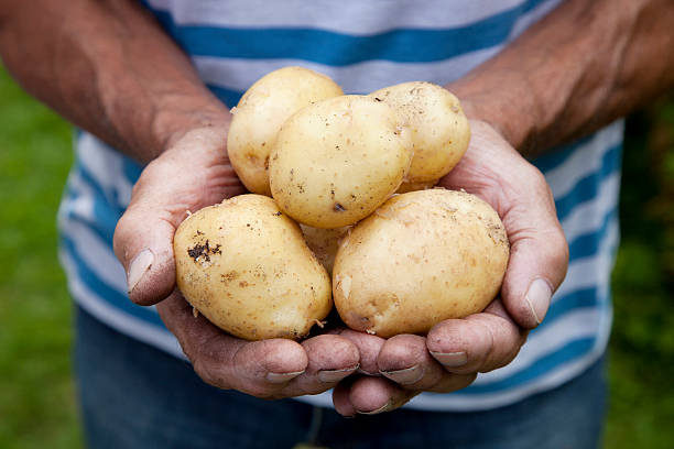 istock Fresh crop of potatoes 471761461