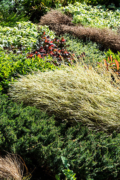 istock Plant Varieties in Garden 471761544