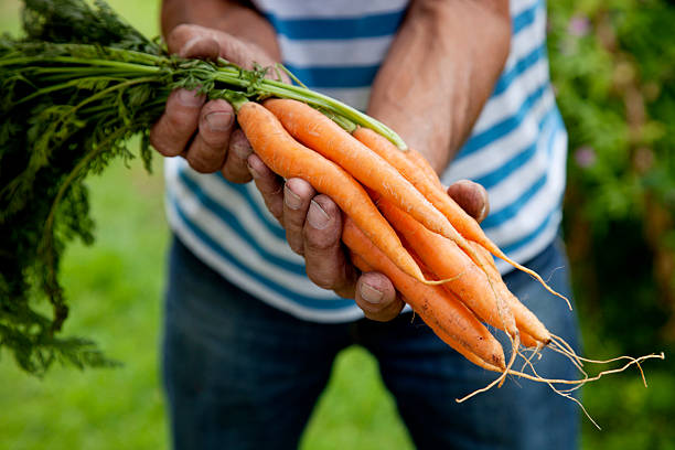 istock Fresh crop of carrots 471761549