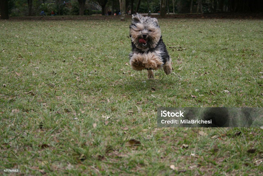 cachorro de Yorkshire - Foto de stock de Aire libre libre de derechos