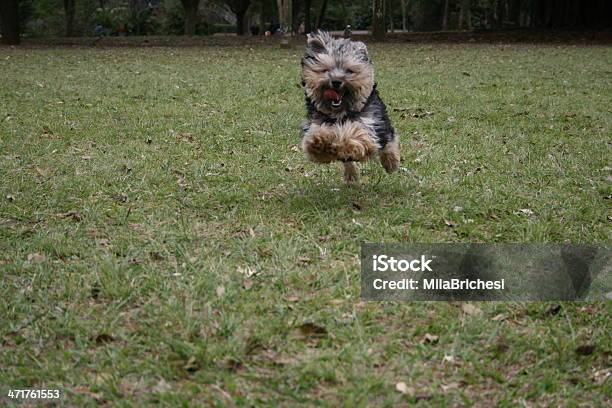Cachorro De Yorkshire Foto de stock y más banco de imágenes de Aire libre - Aire libre, Animal, Animal macho
