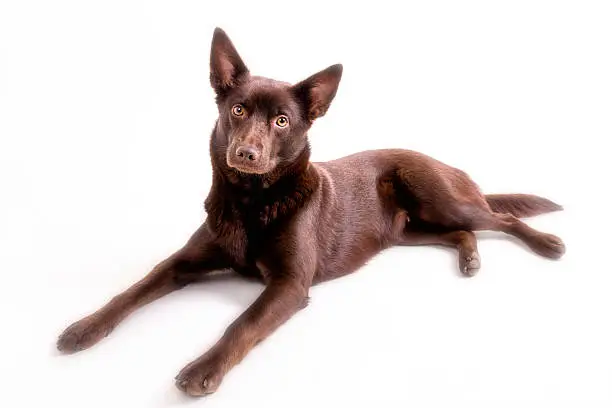 Isolated cute and funny australian kelpie dog over white background