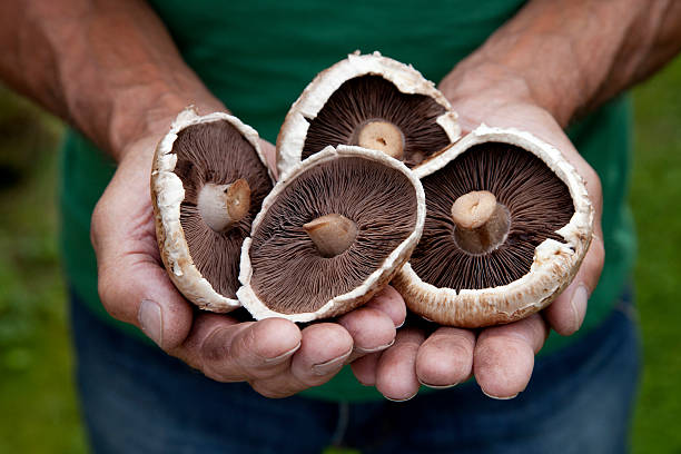 istock Fresh crop of mushrooms 471761749
