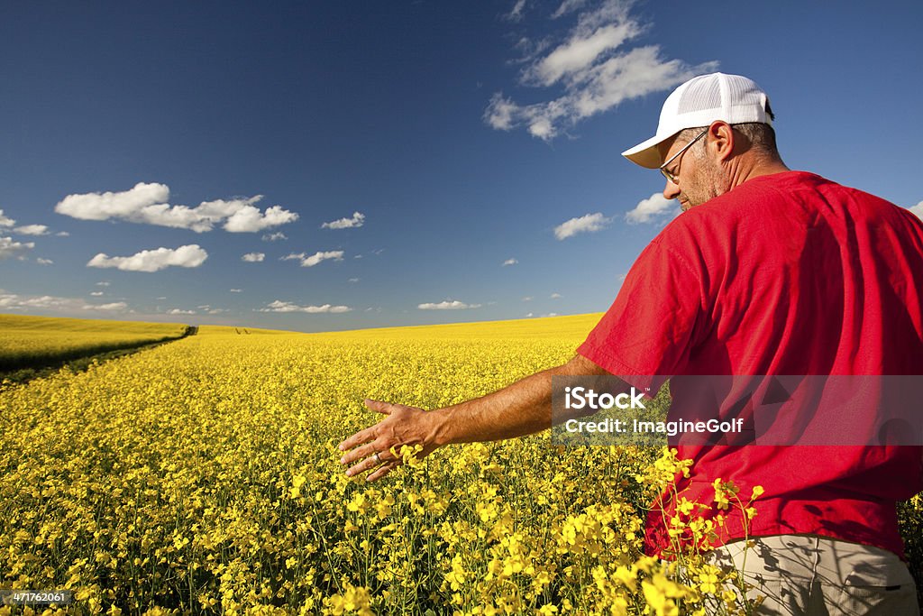 Agricultor de Canola - Royalty-free Agricultor Foto de stock