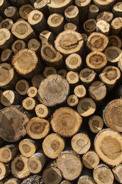 Pile of logs sawn poplar - Pila de troncos de chopo aserrados