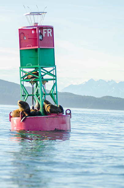 istock Seals Living on Buoy 471762413