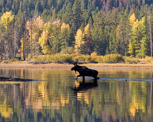 Bull Moose Silhouette in Water Bull Moose Silhouette climbing out of water during Autumn bull pine stock pictures, royalty-free photos & images