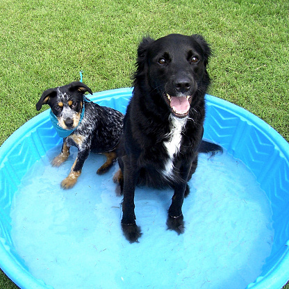 Two dogs--a black-and-white border collie and a tricolor brindle cattle dog puppy wearing a blue bandana, cool off in a blue plastic kiddie pool.  The border collie is smiling and happy; the puppy looks like he'd rather be someplace else.